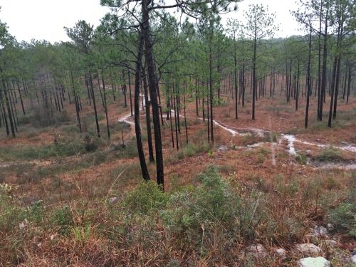 A misty forest scene with tall pine trees and a winding path through brown underbrush.