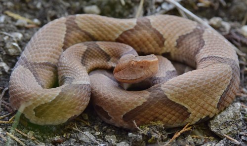 A coiled brown and tan snake resting on the ground, blending with its surroundings.
