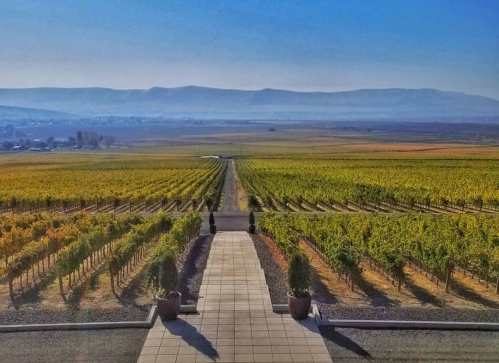 A scenic view of a vineyard with rows of grapevines stretching towards distant mountains under a clear blue sky.