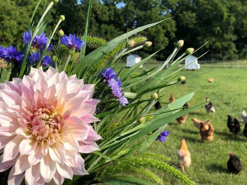 A bouquet of pink and blue flowers in the foreground, with chickens roaming in a green field in the background.