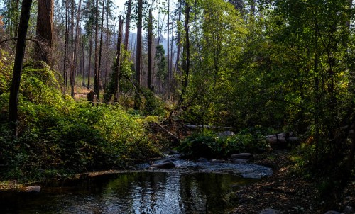 A serene forest scene with a stream, surrounded by lush greenery and tall trees, under soft sunlight.