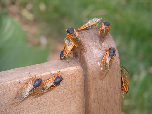 A group of cicadas resting on a wooden surface, showcasing their distinctive orange and black bodies.