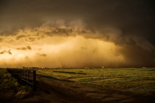 Dramatic storm clouds loom over a grassy field, casting a golden hue against a darkening sky.