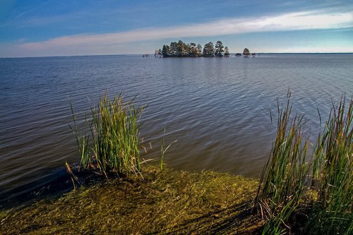 A serene lake scene featuring an island with trees, surrounded by calm water and tall grasses along the shore.