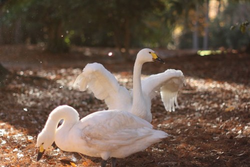 Two swans in a wooded area, one spreading its wings while the other stands nearby on a bed of fallen leaves.