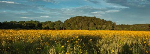 A vibrant field of yellow wildflowers stretches towards a tree line under a blue sky with scattered clouds.