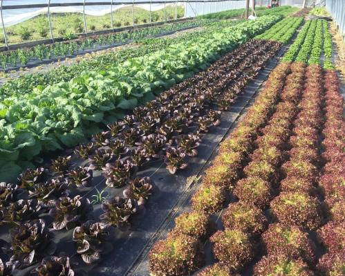 Rows of vibrant green and red lettuce growing in a greenhouse, with sunlight filtering through the structure.