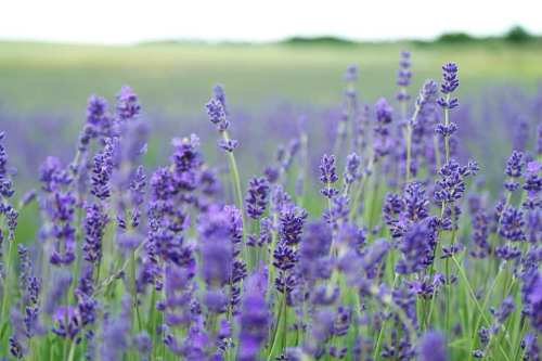A close-up of vibrant purple lavender flowers in a lush green field, creating a serene and calming atmosphere.