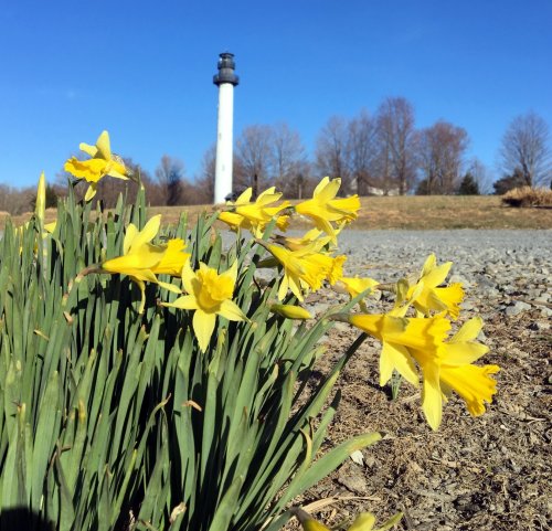 A cluster of yellow daffodils in the foreground with a lighthouse in the background against a clear blue sky.