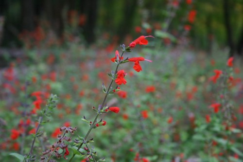 A close-up of vibrant red flowers amidst a blurred background of a lush green garden.
