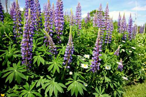 A vibrant field of purple lupine flowers surrounded by green leaves and white daisies under a clear blue sky.