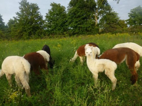 A group of alpacas grazing in a lush green field surrounded by trees.
