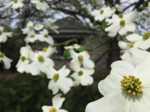 Close-up of white dogwood flowers with a blurred stone building in the background.