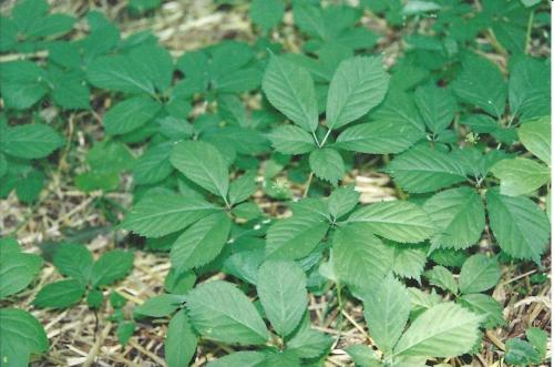 A dense patch of green leaves with a variety of shapes, growing on the forest floor among straw.