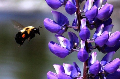A bumblebee hovers near a cluster of vibrant purple lupin flowers against a blurred background.