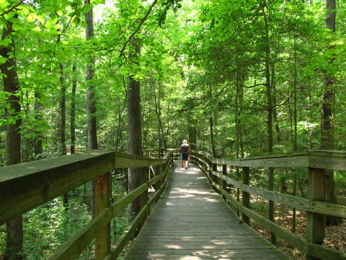A person walks along a wooden boardwalk through a lush green forest, surrounded by tall trees and vibrant foliage.