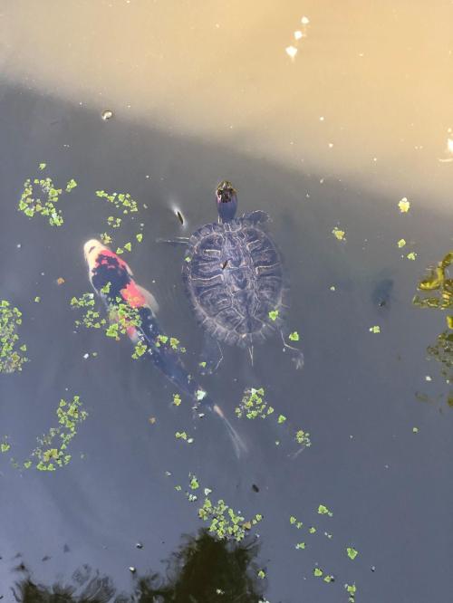 A turtle and a koi fish swimming in a pond with green algae on the water's surface.