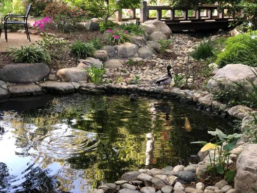 A serene garden pond surrounded by rocks and plants, with a duck standing at the water's edge.