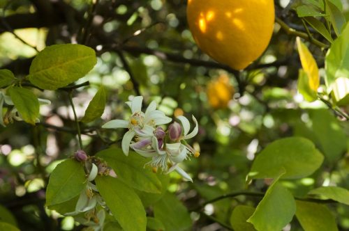 A lemon tree branch with bright green leaves, white flowers, and a ripe lemon hanging in the background.