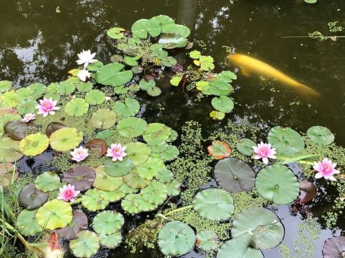A serene pond scene with pink water lilies and green lily pads, featuring a glimpse of a golden koi fish.