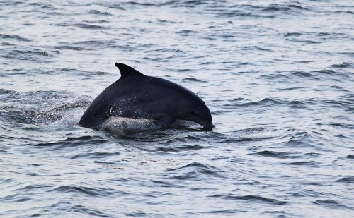 A dolphin surfaces in calm waters, creating small ripples around it.