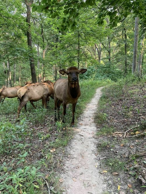A brown elk stands on a dirt path in a wooded area, surrounded by trees and other elk in the background.
