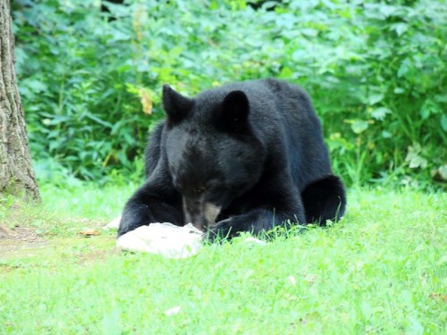 A black bear sits on the grass, focused on a piece of food in front of it, surrounded by greenery.