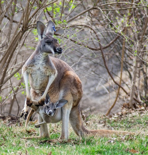 A kangaroo stands on grass with a joey peeking out from its pouch, surrounded by sparse bushes.