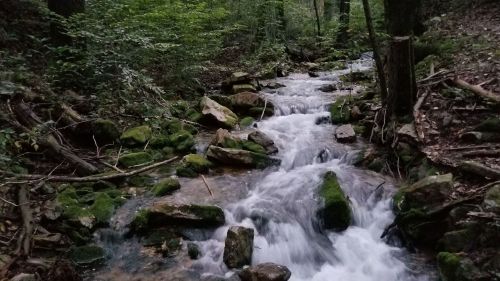 A serene stream flows over moss-covered rocks in a lush, green forest.