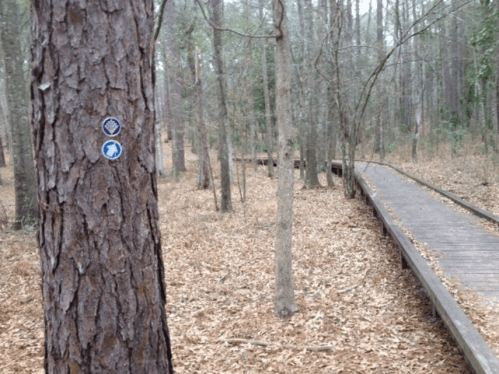 A wooden boardwalk through a forest, with trail markers on a tree trunk nearby. Leaves cover the ground.