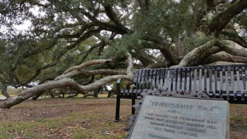 A large, sprawling oak tree with a bench and a plaque that reads "Friendship Oak," surrounded by grass.