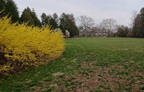A vibrant yellow bush in the foreground with a large house and trees in the background on a grassy field.