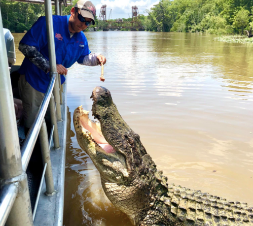 A man on a boat feeds a large alligator near the riverbank in a lush, green environment.