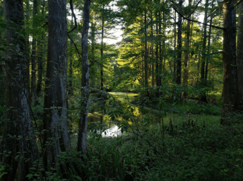 A serene forest scene with tall trees, lush greenery, and a calm pond reflecting sunlight.
