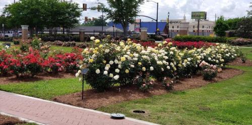 A vibrant rose garden featuring red, pink, and white blooms, surrounded by green grass and trees.