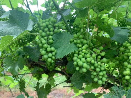 Bunches of green grapes growing on a vine surrounded by lush green leaves.