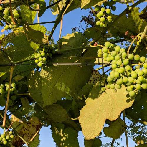 Bunches of green grapes growing on vines, surrounded by large green leaves against a clear blue sky.