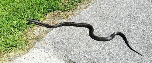 A long black snake slithering across a gray pavement, with green grass nearby.
