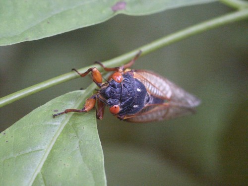 Close-up of a cicada perched on a green leaf, showcasing its detailed body and vibrant colors.