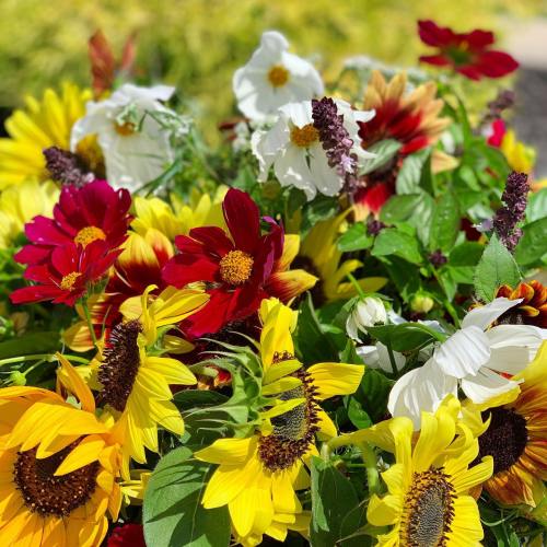 A vibrant bouquet of sunflowers, red and white flowers, and greenery in bright sunlight.