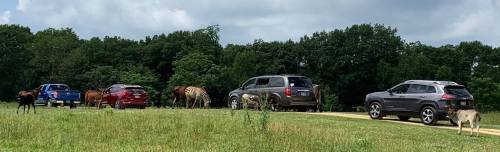 A line of cars on a dirt road with zebras and other animals grazing nearby in a green field.