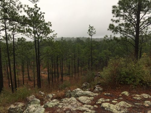 A misty forest scene with tall pine trees and rocky ground, creating a serene, natural landscape.