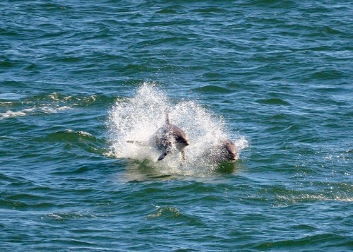 Two dolphins leap out of the water, creating splashes against a backdrop of blue waves.