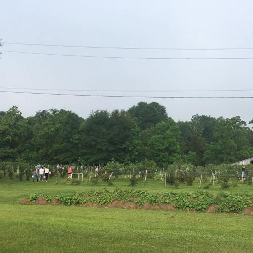 People walking through a berry farm with rows of bushes and trees under a cloudy sky.