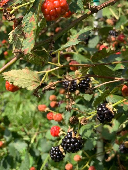 A close-up of blackberry bushes with ripe blackberries and unripe red berries among green leaves.