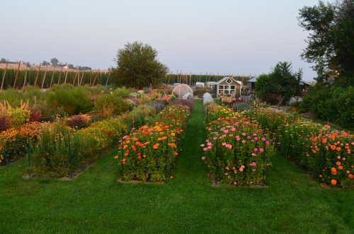 A vibrant garden filled with colorful flowers, neatly arranged rows, and a small shed in the background at dusk.