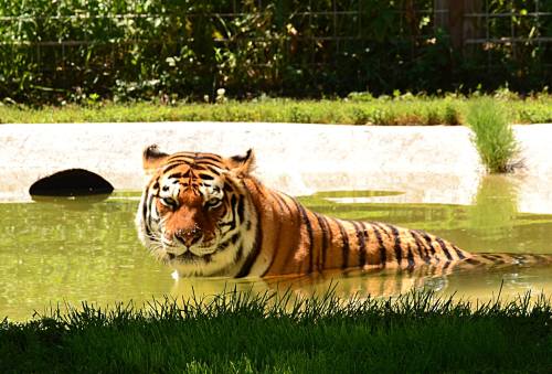 A tiger wades in shallow water, surrounded by green grass and foliage.