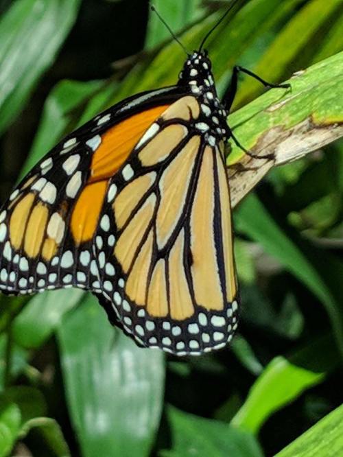 A close-up of a monarch butterfly perched on a green leaf, showcasing its vibrant orange and black wings.