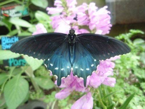 A black butterfly with blue accents perched on a cluster of pink flowers.