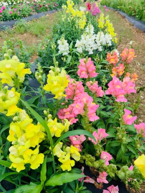 A vibrant row of snapdragon flowers in yellow, pink, and white, blooming in a garden setting.
